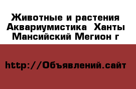 Животные и растения Аквариумистика. Ханты-Мансийский,Мегион г.